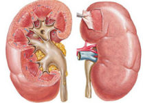 Нефрологія