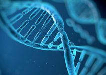 Взаємозв’язок генетики та онкології Взаємозв’язок генетики та онкології